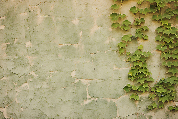 JPG 편집이미지 벽 백그라운드 사람없음 담쟁이덩굴 디지털합성 질감 편집실사 AI포토 AI콘텐츠 덩굴 CG 파일형식