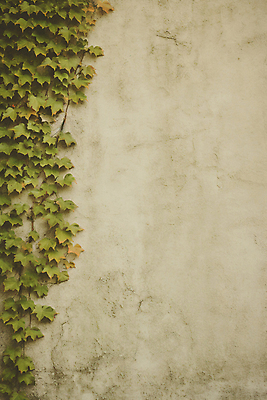 JPG 편집이미지 벽 백그라운드 사람없음 담쟁이덩굴 디지털합성 질감 편집실사 AI포토 AI콘텐츠 덩굴 CG 파일형식