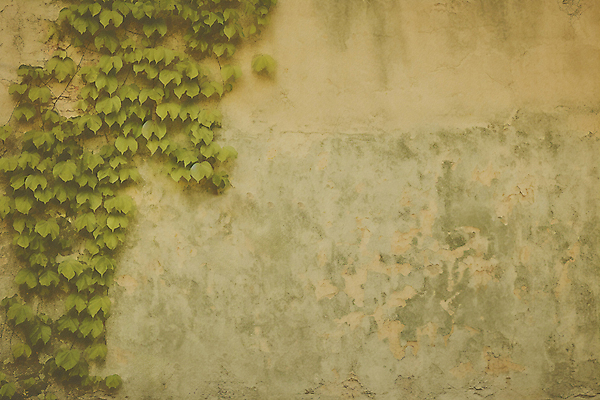 JPG 편집이미지 벽 백그라운드 사람없음 담쟁이덩굴 디지털합성 질감 편집실사 AI포토 AI콘텐츠 덩굴 CG 파일형식