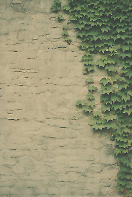 JPG 편집이미지 벽 백그라운드 사람없음 담쟁이덩굴 디지털합성 질감 편집실사 AI포토 AI콘텐츠 덩굴 CG 파일형식