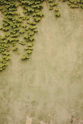 JPG 편집이미지 벽 백그라운드 사람없음 담쟁이덩굴 디지털합성 질감 편집실사 AI포토 AI콘텐츠 덩굴 CG 파일형식