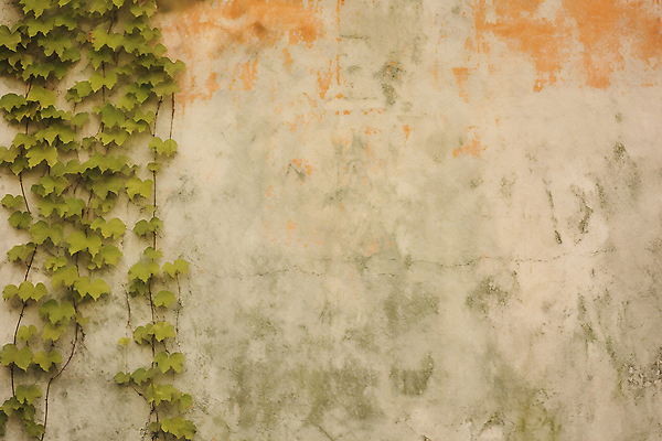 JPG 편집이미지 벽 백그라운드 사람없음 담쟁이덩굴 디지털합성 질감 편집실사 AI포토 AI콘텐츠 덩굴 CG 파일형식