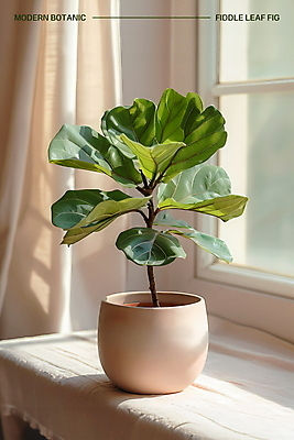 PSD 편집이미지 화분 잎 창문 실내 사람없음 장식 인테리어 햇빛 창가 모던 고무나무 보테니컬아트 미니멀 이미지편집 나무 식물 디자인 내부 태양 파일형식