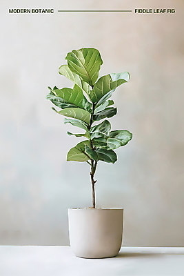 PSD 편집이미지 화분 잎 실내 사람없음 장식 초록색 인테리어 모던 고무나무 베이지색 보테니컬아트 미니멀 이미지편집 나무 식물 디자인 컬러 내부 파일형식