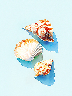 JPG 바다 일러스트 자연 조개 수채화 사람없음 여름 조개껍데기 시원함 질감 청량 국내일러스트 AI일러스트 AI콘텐츠 계절 어패류 생태계 파일형식