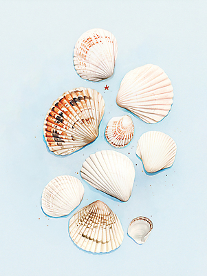 JPG 바다 일러스트 자연 조개 수채화 사람없음 여름 조개껍데기 시원함 질감 청량 국내일러스트 AI일러스트 AI콘텐츠 계절 어패류 생태계 파일형식