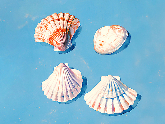 JPG 바다 일러스트 자연 조개 수채화 사람없음 여름 조개껍데기 시원함 질감 청량 국내일러스트 AI일러스트 AI콘텐츠 계절 어패류 생태계 파일형식