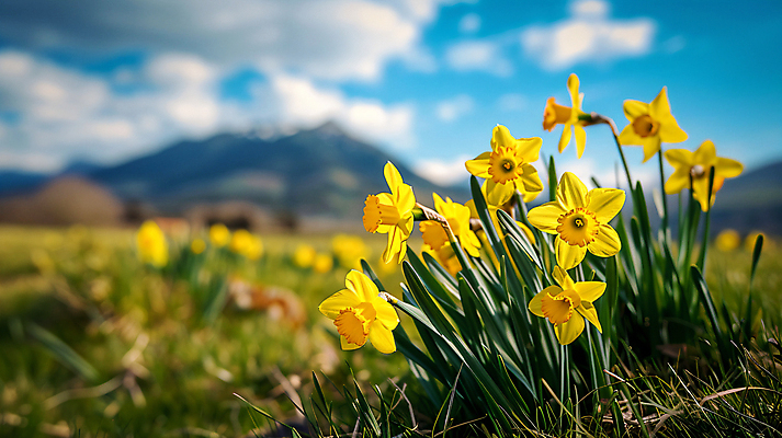 JPG 식물 구름 편집이미지 백그라운드 자연 하늘 산 풍경 사람없음 노란색 화려 디지털합성 수선화 편집실사 AI포토 AI콘텐츠 자연요소 꽃 컬러 컨셉 CG 생태계 파일형식