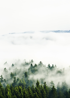 JPG 나무 편집이미지 백그라운드 자연 풍경 사람없음 안개 숲 편집실사 AI포토 AI콘텐츠 식물 날씨 CG 생태계 파일형식