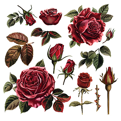 꽃 줄기 잎 일러스트 사람없음 빨간색 세트 장미 다양 가시 꽃봉오리 엘리먼트 국내일러스트 AI파일 식물 컬러 다수 파일형식 벡터