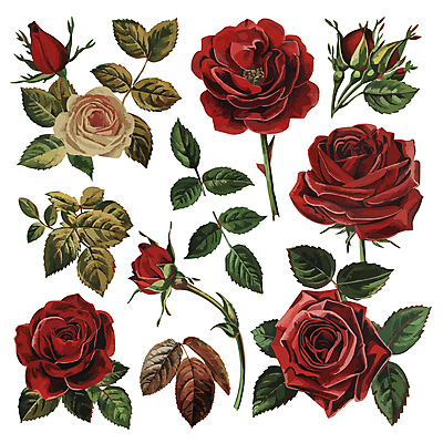 꽃 줄기 잎 일러스트 사람없음 세트 장미 다양 엘리먼트 국내일러스트 AI파일 식물 다수 파일형식 벡터