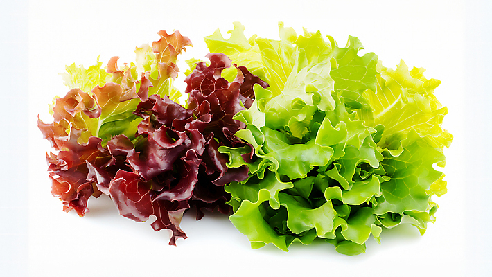 JPG 편집이미지 백그라운드 사람없음 농장 신선 상추 유기농 편집실사 AI포토 AI콘텐츠 웰빙 농업 채소 CG 파일형식