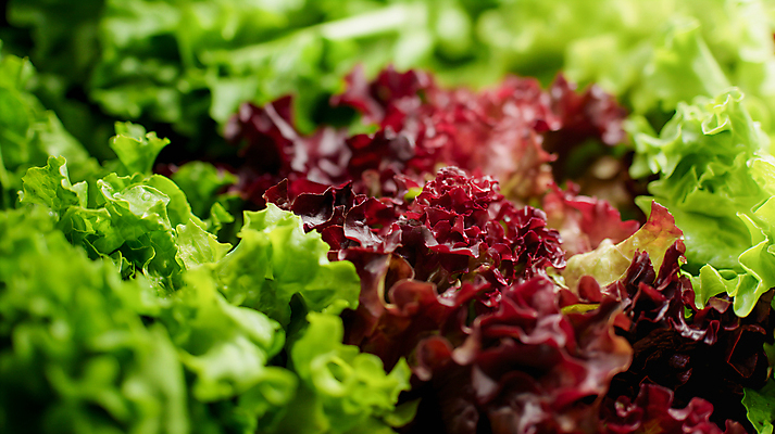 JPG 편집이미지 백그라운드 사람없음 농장 신선 상추 유기농 편집실사 AI포토 AI콘텐츠 웰빙 농업 채소 CG 파일형식