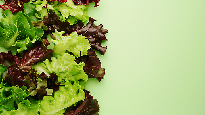 JPG 편집이미지 사람없음 농장 신선 상추 유기농 카피스페이스 편집실사 AI포토 AI콘텐츠 웰빙 농업 채소 공백 CG 파일형식