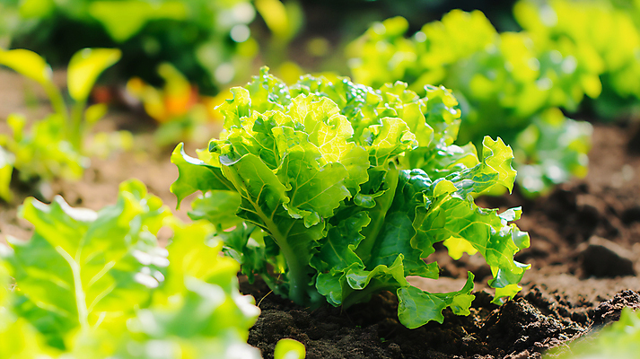 JPG 편집이미지 백그라운드 사람없음 농장 신선 상추 유기농 편집실사 AI포토 AI콘텐츠 웰빙 농업 채소 CG 파일형식