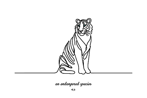 야생동물 일러스트 사람없음 흰색 보호 숲 라인아트 심플 멸종위기동물 백호 미니멀 국내일러스트 멸종위기종 AI파일 동물 선 컬러 컨셉 호랑이 파일형식 벡터 사방신