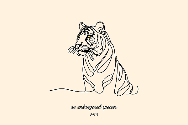 야생동물 일러스트 사람없음 노란색 호랑이 보호 숲 라인아트 심플 멸종위기동물 미니멀 국내일러스트 멸종위기종 AI파일 동물 선 컬러 컨셉 포유류 파일형식 벡터