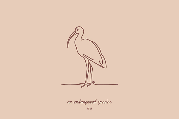 야생동물 일러스트 사람없음 보호 습지 플라밍고 라인아트 심플 멸종위기동물 베이지색 미니멀 국내일러스트 멸종위기종 AI파일 동물 선 컬러 컨셉 조류 파일형식 벡터
