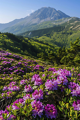 JPG 편집이미지 계절 꽃 분홍색 자연 하늘 휴식 산 풍경 사람없음 환경 디지털합성 편집실사 AI포토 AI콘텐츠 식물 컬러 컨셉 CG 생태계 파일형식