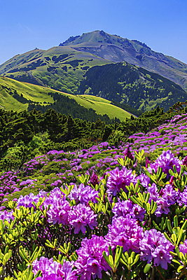 JPG 편집이미지 계절 꽃 분홍색 자연 하늘 휴식 산 풍경 사람없음 환경 디지털합성 편집실사 AI포토 AI콘텐츠 식물 컬러 컨셉 CG 생태계 파일형식