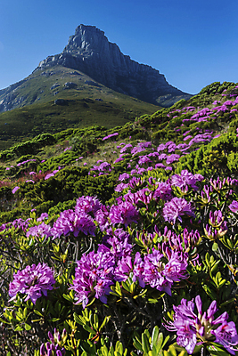 JPG 편집이미지 계절 꽃 분홍색 자연 하늘 휴식 산 풍경 사람없음 환경 디지털합성 편집실사 AI포토 AI콘텐츠 식물 컬러 컨셉 CG 생태계 파일형식