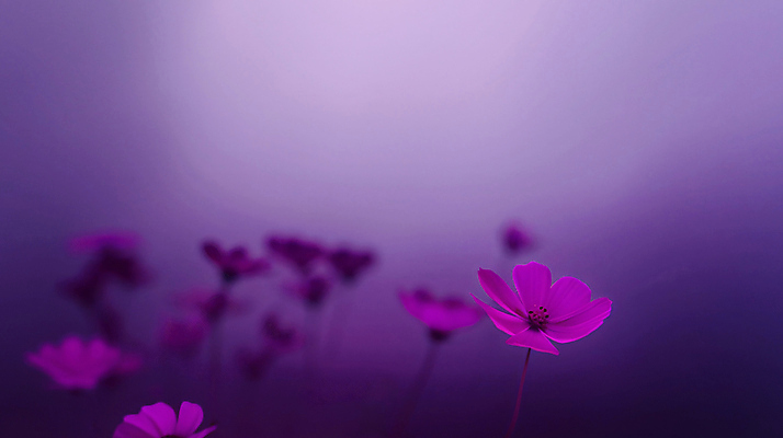 JPG 편집이미지 꽃 사람없음 보라색 편안함 감성 카피스페이스 차분 편집실사 AI포토 AI콘텐츠 식물 컬러 컨셉 공백 감각 CG 파일형식