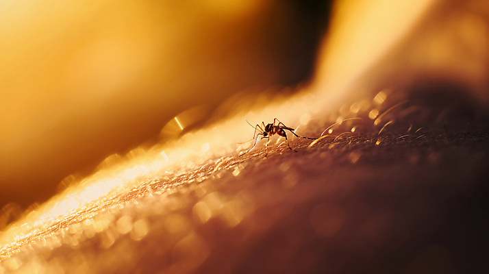 JPG 편집이미지 한마리 신체부위 여름 피부 모기 편집실사 AI포토 AI콘텐츠 1 계절 사람 해충 CG 파일형식