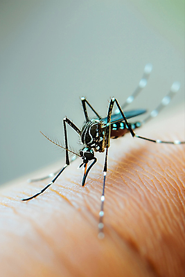 JPG 편집이미지 한마리 신체부위 여름 피부 모기 편집실사 AI포토 AI콘텐츠 1 계절 사람 해충 CG 파일형식