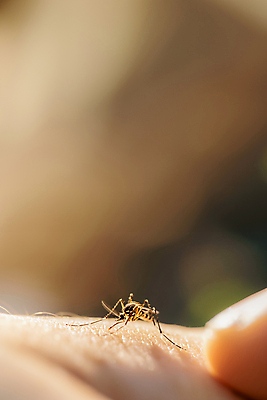 JPG 편집이미지 한마리 손가락 신체부위 여름 피부 모기 편집실사 AI인물포토 AI콘텐츠 1 손 계절 사람 해충 CG 파일형식 AI포토