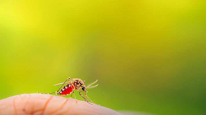JPG 편집이미지 한마리 신체부위 여름 피부 모기 편집실사 AI포토 AI콘텐츠 1 계절 사람 해충 CG 파일형식