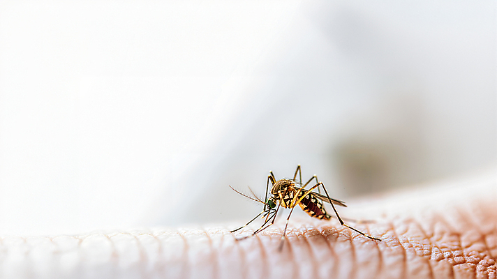 JPG 편집이미지 한마리 신체부위 여름 피부 모기 편집실사 AI포토 AI콘텐츠 1 계절 사람 해충 CG 파일형식