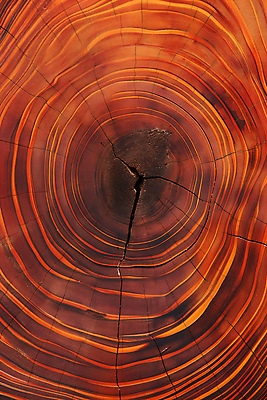 JPG 나무 편집이미지 백그라운드 단면 사람없음 질감 나이테 편집실사 AI포토 AI콘텐츠 식물 CG 파일형식