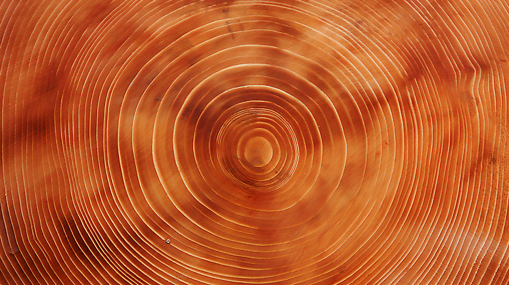 JPG 나무 편집이미지 백그라운드 단면 사람없음 질감 나이테 편집실사 AI포토 AI콘텐츠 식물 CG 파일형식