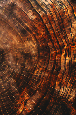 JPG 나무 편집이미지 백그라운드 단면 사람없음 질감 나이테 편집실사 AI포토 AI콘텐츠 식물 CG 파일형식