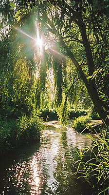 JPG 편집이미지 자연 나뭇잎 그림자 풍경 사람없음 여름 강 햇빛 풀 그늘 버드나무 디지털합성 윤슬 편집실사 AI포토 AI콘텐츠 나무 식물 계절 물결 잎 태양 CG 생태계 파일형식