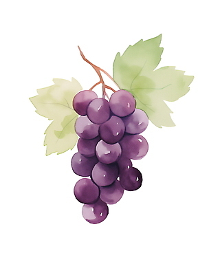 JPG 잎 일러스트 포도 수채화 사람없음 여름 보라색 신선 국내일러스트 AI일러스트 AI콘텐츠 식물 계절 컬러 과일 파일형식