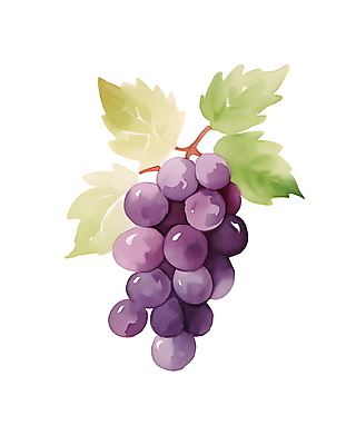 JPG 잎 일러스트 포도 수채화 사람없음 여름 보라색 나뭇가지 신선 국내일러스트 AI일러스트 AI콘텐츠 나무 식물 계절 컬러 과일 파일형식