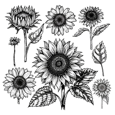 잎 일러스트 해바라기 흑백 사람없음 우아함 스케치 라인아트 국내일러스트 AI파일 식물 꽃 선 컨셉 촬영기법 미술 파일형식 벡터