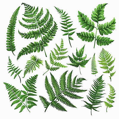 잎 일러스트 사람없음 초록색 세트 양치식물 국내일러스트 AI파일 식물 컬러 파일형식 벡터