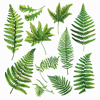 잎 일러스트 사람없음 초록색 세트 양치식물 국내일러스트 AI파일 식물 컬러 파일형식 벡터
