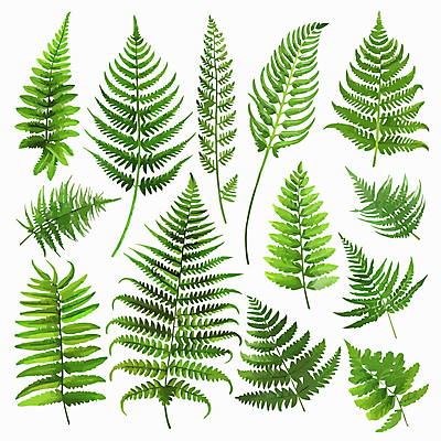 잎 일러스트 사람없음 초록색 세트 양치식물 국내일러스트 AI파일 식물 컬러 파일형식 벡터