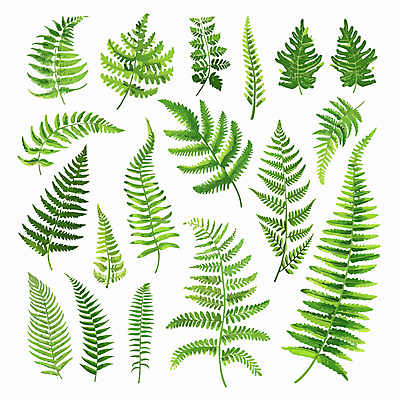 잎 일러스트 사람없음 초록색 세트 양치식물 국내일러스트 AI파일 식물 컬러 파일형식 벡터