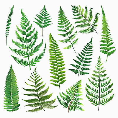 잎 일러스트 사람없음 초록색 세트 양치식물 국내일러스트 AI파일 식물 컬러 파일형식 벡터