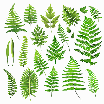 잎 일러스트 사람없음 초록색 세트 양치식물 국내일러스트 AI파일 식물 컬러 파일형식 벡터
