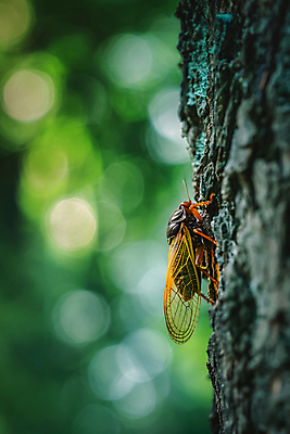 JPG 나무 편집이미지 자연 사람없음 여름 풀잎 매미 카피스페이스 편집실사 AI포토 AI콘텐츠 식물 계절 곤충 잎 공백 풀_식물 CG 생태계 파일형식