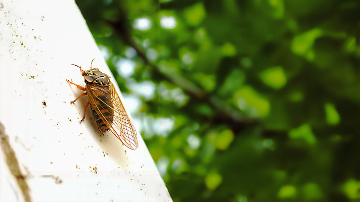 JPG 나무 편집이미지 자연 사람없음 여름 풀잎 매미 카피스페이스 편집실사 AI포토 AI콘텐츠 식물 계절 곤충 잎 공백 풀_식물 CG 생태계 파일형식