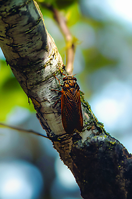 JPG 나무 편집이미지 자연 사람없음 여름 풀잎 매미 카피스페이스 편집실사 AI포토 AI콘텐츠 식물 계절 곤충 잎 공백 풀_식물 CG 생태계 파일형식