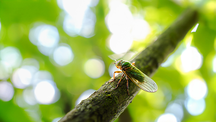 JPG 나무 편집이미지 자연 사람없음 여름 풀잎 매미 카피스페이스 편집실사 AI포토 AI콘텐츠 식물 계절 곤충 잎 공백 풀_식물 CG 생태계 파일형식