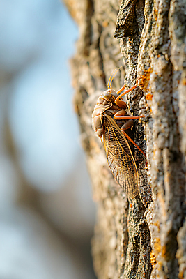 JPG 나무 편집이미지 자연 사람없음 여름 매미 카피스페이스 편집실사 AI포토 AI콘텐츠 식물 계절 곤충 공백 CG 생태계 파일형식