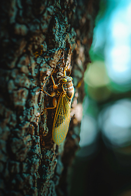 JPG 나무 편집이미지 자연 사람없음 여름 풀잎 매미 카피스페이스 편집실사 AI포토 AI콘텐츠 식물 계절 곤충 잎 공백 풀_식물 CG 생태계 파일형식